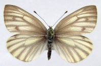 nőstény