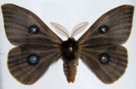 melanisztikus forma